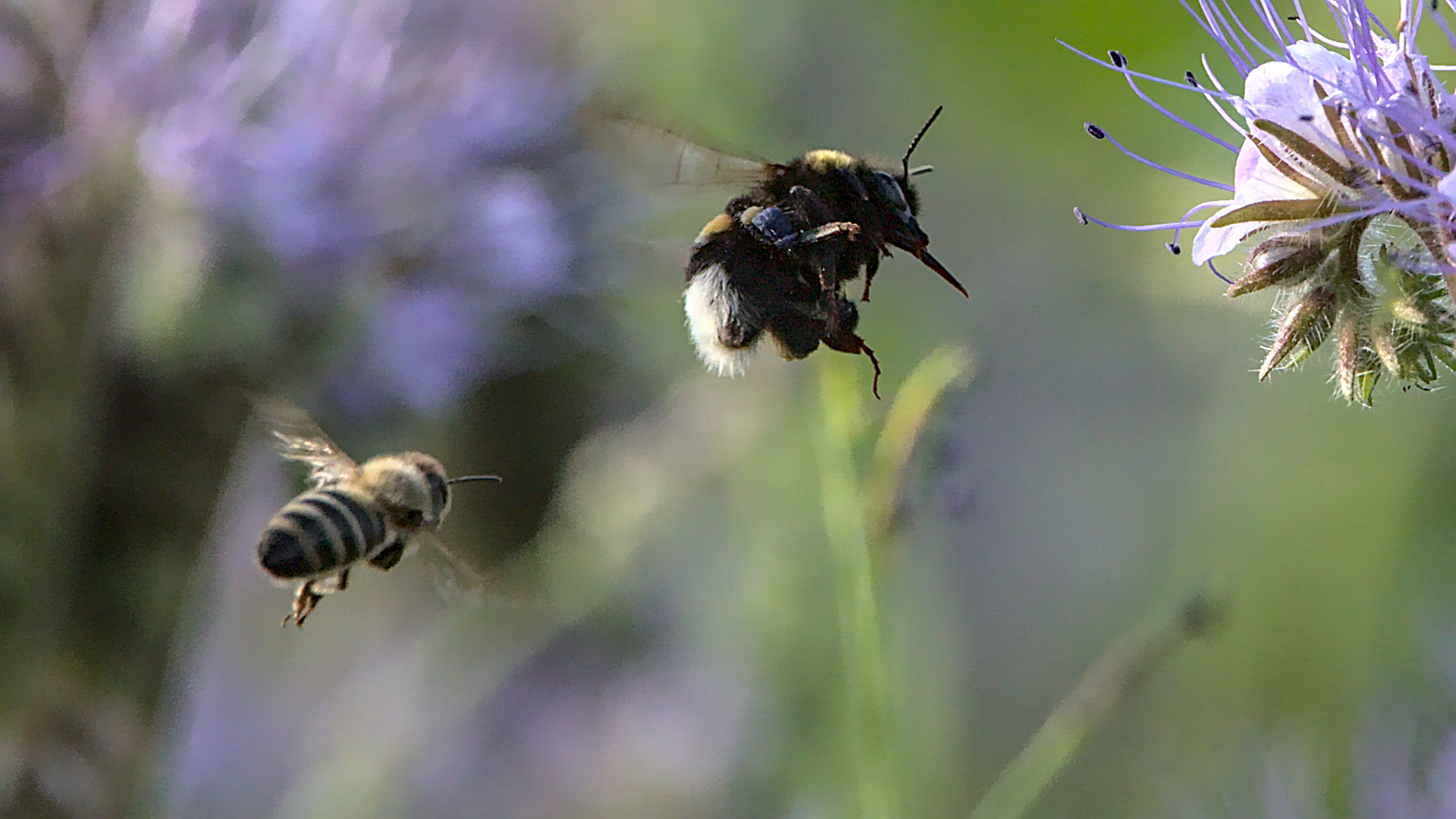 Bienen-Hummel-Rennen
